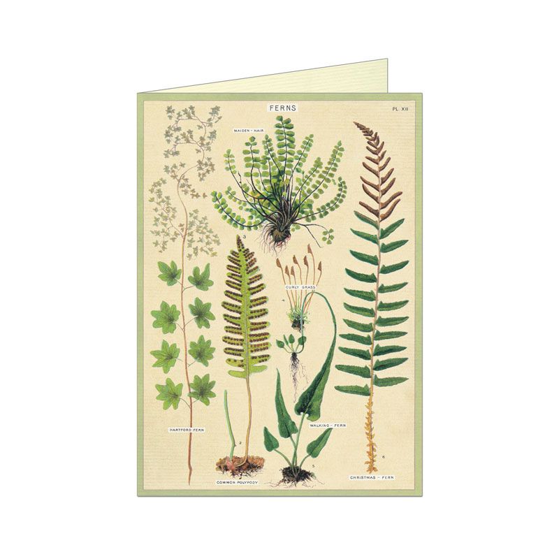 Ferns Greetings Card