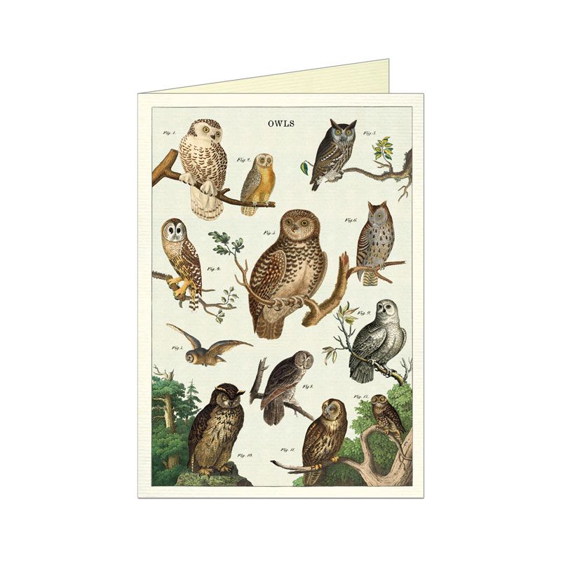 Owl Chart Greetings Card
