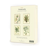 Ferns Boxed Notecards