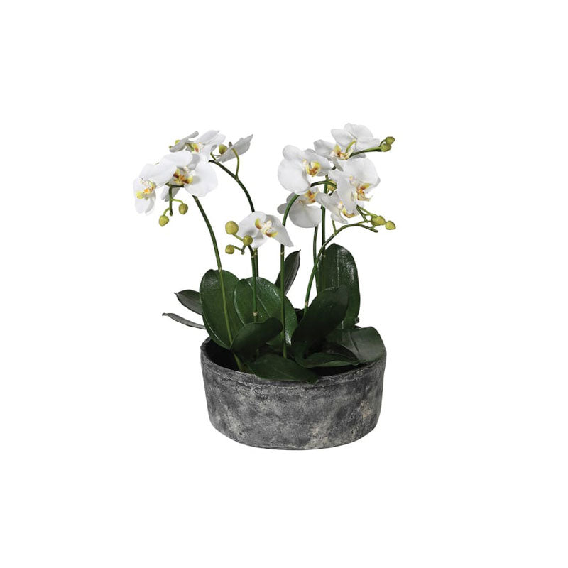 Large Phalaenopsis in Ceramic Pot