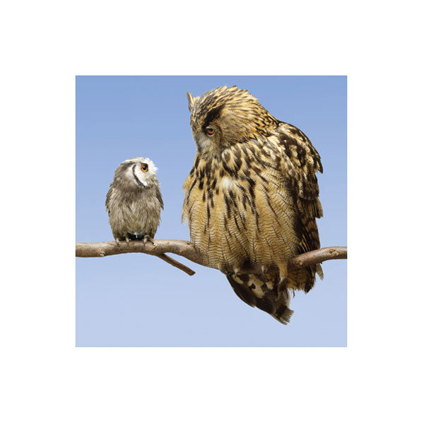 A Scops Owl and an Eagle Owl Greetings Card