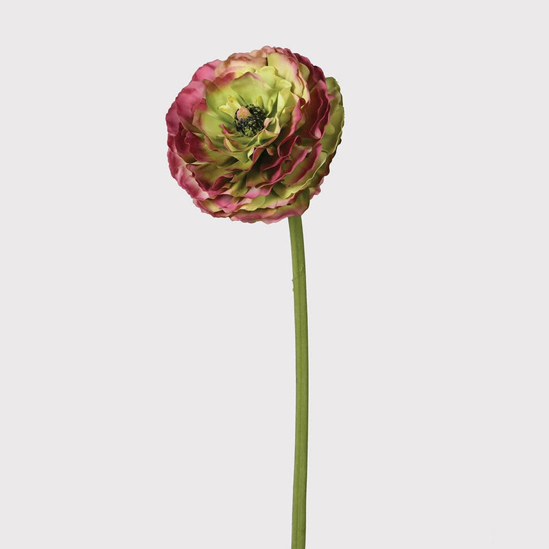 Pink and Green Real Feel Ranunculus